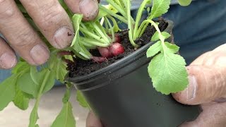 Groenten uit de tuin Radijs Moestuinieren [upl. by Hanavas]