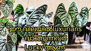 Anthurium luxurians foliage plants ANTHURIUM MALAYALAM  Marine flavours garden tour [upl. by Nnaeirelav]