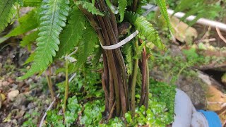 Planting Dryopteris [upl. by Selrac793]