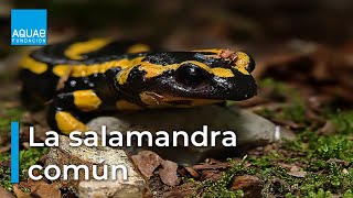 La SALAMANDRA COMÚN vistosa pero VENENOSA  ANFIBIO [upl. by Mable]