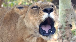 Best Female Lion Roaring in Nandankanan Zoo Video in 4k ultra HD [upl. by Bauer]