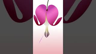 bleeding heart flower adobeillustrator flowers [upl. by Orren]