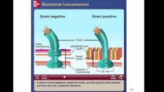 Chapter 4 The Prokaryotes [upl. by Oeniri]