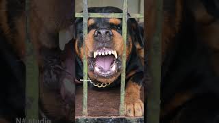 angry Rottweiler barking sound dog puppy viral dogsound funnypuppy pet [upl. by Oirretno717]