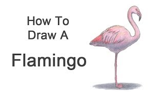 How to Draw a Flamingo [upl. by Bakerman]