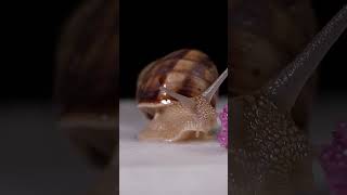 quotSecret Lives of Garden Snails Fascinating Facts and Behaviorsquot [upl. by O'Driscoll]