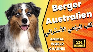 Le Berger Australien et ses particularités physiques et comportementales [upl. by Nimzzaj918]