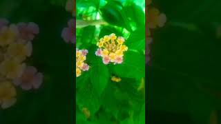 Lantana camara flower Beautiful viewshortvideo nature [upl. by Dnesnwot]