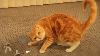 Ginger Cat vs The Paper Army [upl. by Sonahpets691]