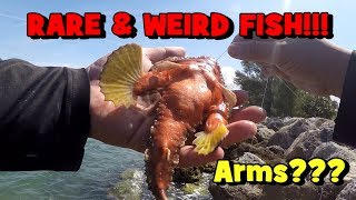 A FISH WITH ARMS A WEIRD and RARE Fish Shows Up Fishing the Clearwater Pass in Florida [upl. by Port]