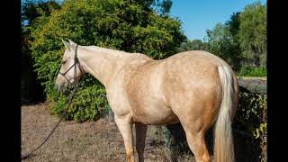 LOT 54 AGGROW ELITE HORSE SALE 2024 [upl. by Nivlek922]