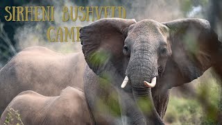 Kruger National Park North to South Sirheni Bushveld camp My Wildlife adventure EP01 [upl. by Irwinn509]