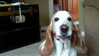 Talking basset hound [upl. by Yreneh]