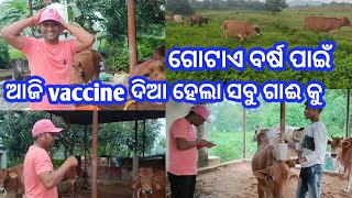 ସବୁ ଗାଈ କୁ vaccine ଦିଆ ହେଲା ଆଜିodisha dairy farmingarunvillagelife [upl. by Eittik]