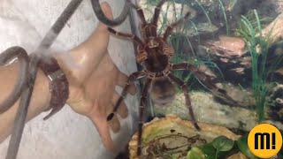 Mulher leva susto ao encontrar aranha gigante no banheiro [upl. by Packton]