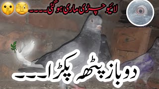 Live Chirimari kar li  Dobaz kabootar pakra PigeonsLove0 [upl. by Jillana]