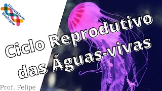 Ciclo de vida das ÁGUAS VIVAS Prof Felipe [upl. by Annaitsirhc]