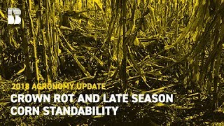 Crown Rot and Late Season Corn Standability  Becks Agronomy Update [upl. by Jemma]