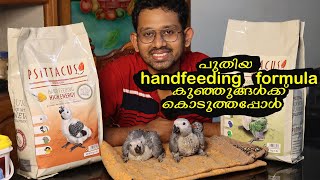 Psittacus handfeeding formula Review  ഇപ്പൊ ഇണക്കുന്ന തത്ത കുഞ്ഞുങ്ങളെയും കാണാം [upl. by Akoek]