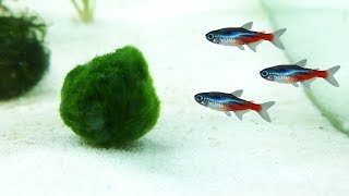 Marimo Moss Balls Facts and Care Guide for Aquariums [upl. by Nhojleahcim]