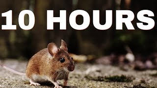 Sound Effect Of Mouse  10 HOURS [upl. by Nwahsem]