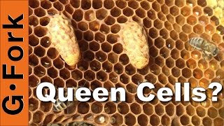 Supersedure Queen Cells  Beekeeping 101 GardenFork [upl. by Thedric846]