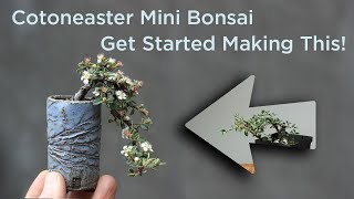 Bonsaify  How To Start Making a Cotoneaster Mini Bonsai [upl. by Camala895]