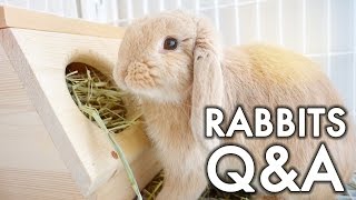 Rabbit QampA  vlogsgiving [upl. by Olim626]