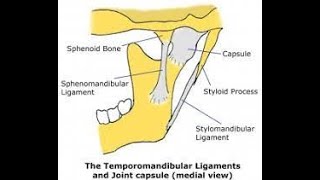 Sphenomandibular Ligament of Temporomandibular Joint [upl. by Yssenhguahs519]