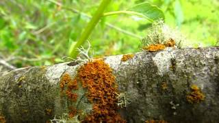 Lichen Identification Methods [upl. by Helsie]