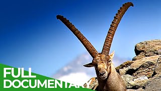 South Tyrol  In the Kingdom of the Alpine Ibex  Free Documentary Nature [upl. by Chae]