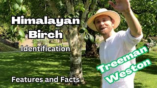 Himalayan Birch Identification Betula utilis Features and Facts [upl. by Anyr]