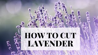 How to cut lavender  spring and summer cutting [upl. by Linsk]