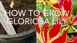 How To Grow Gloriosa Lily Part 1 Gloriosa Superba ‘Rothschildiana’ Get Gardening [upl. by Horne]