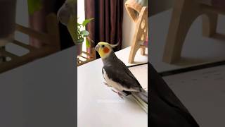 Adorable Cockatiel Larrys Singing 🎶 💖 cockatielscraze [upl. by Berkie947]