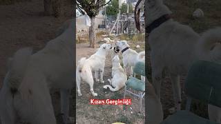 KIZANda KÖPEKLER KAVGA DÖVÜŞ BOĞUŞ OLMADAN ANLAŞABİLİRLER Mİ  akbaş alabai kangal köpek [upl. by Naletak]