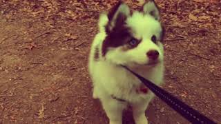 Yuki 12WeekOld Pomsky Puppy Academy Graduate [upl. by Ecyar]