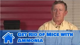 Getting Rid of Mice  How to Get Rid of Mice with Ammonia [upl. by Lambard43]