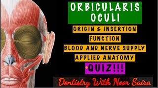 ORBICULARIS OCULI SIMPLIFIEDORIGIN INSERTION FUNCTION INNERVATION APPLIED ANATOMY [upl. by Annairdua]