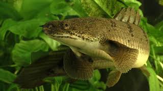 Secrets of the Polypterus [upl. by Danelle]