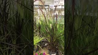 Pennisetum gardening [upl. by Adnirod]