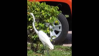 Llego una garza blanca al frente de mi casaalinaturaleza NaturAliza avesgarzashorts [upl. by Claire44]