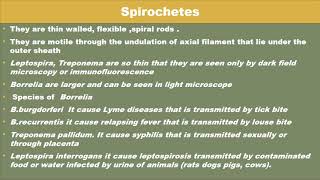 Spirochetes [upl. by Sila]