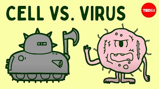 Cell vs virus A battle for health  Shannon Stiles [upl. by Aerbua]