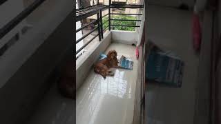 Does scolding works for English cocker spaniel Puppy training India Telugu [upl. by Rubia]