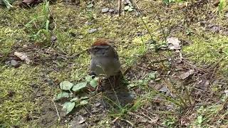 Chipping sparrow birds [upl. by Nylevol]