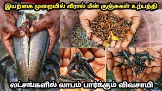 விரால் மீன் குஞ்சுகள் உற்பத்தி செய்து நேரடி பிடிக்கும் காட்சி  murrel fish life cycle in tamil [upl. by Eeleimaj]