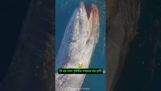 নীল তিমির মৃত্যুর পর বিস্মকরভাবে যা ঘটে 🥺 mayajaal unkonwnfacts bluewhalefacts [upl. by Moritz770]