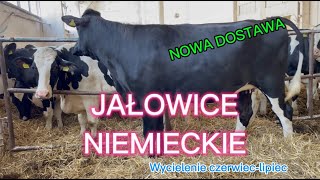 Nowa Dostawa Jałowice z Niemiec wycielenia czerwiec  lipiec Konrad Łomża tel 662244519 [upl. by Lleznod]