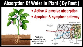 Transport of Water and Salts in Plants  Science [upl. by Driscoll]